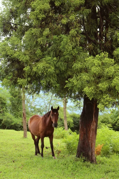 Kůň Pasoucí Louce Mezi Stromy — Stock fotografie