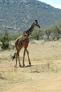 Samburu içinde Afrika zürafa