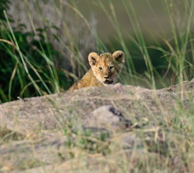 Afrika aslanı portresi