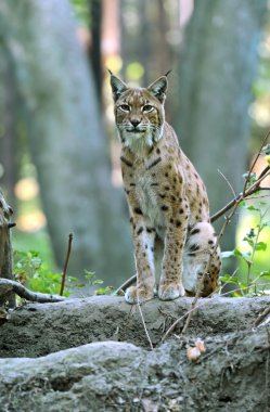 Avrupa lynx portresi