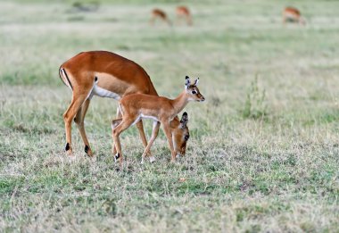 Antilop Impala Savannah
