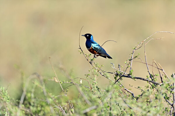 Colorful superb starling