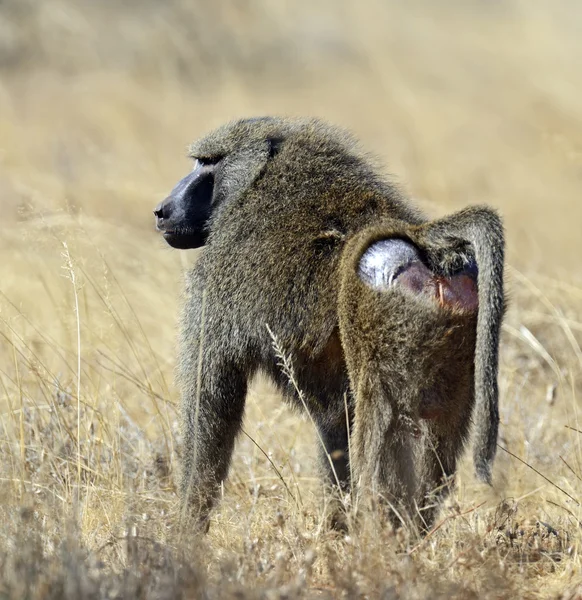 Bobuin in the savannah — Stock Photo, Image