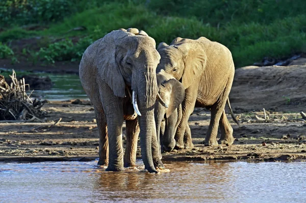 Afrikaanse olifanten in de savanne — Stockfoto