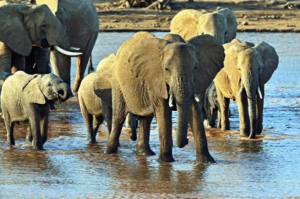 African elephants in the savannah — Stock Photo, Image