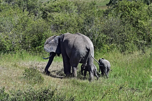 Elefanti africani nella savana — Foto Stock