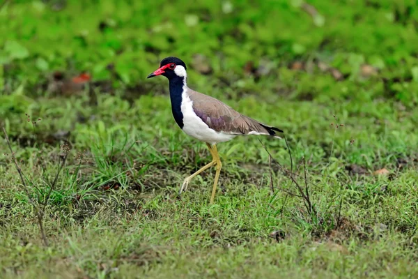 Tepedeki Sri Lanka — Stok fotoğraf