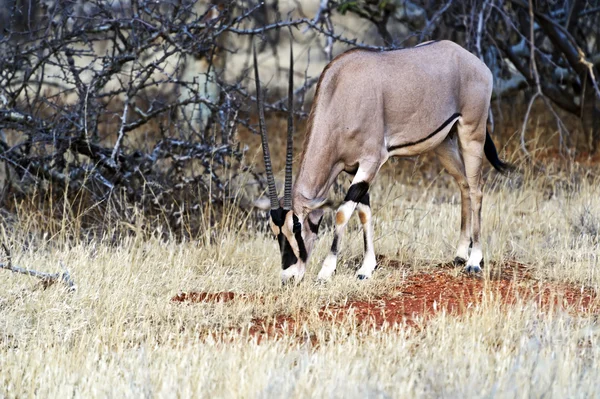 Oryx gazella in Africa — Stock Photo, Image