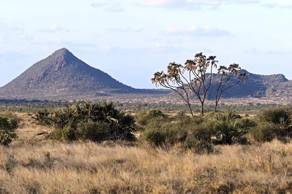 Verão Samburu em África — Fotografia de Stock