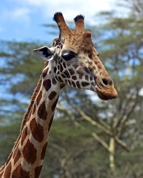 Giraffe in the savannah — Stock Photo, Image