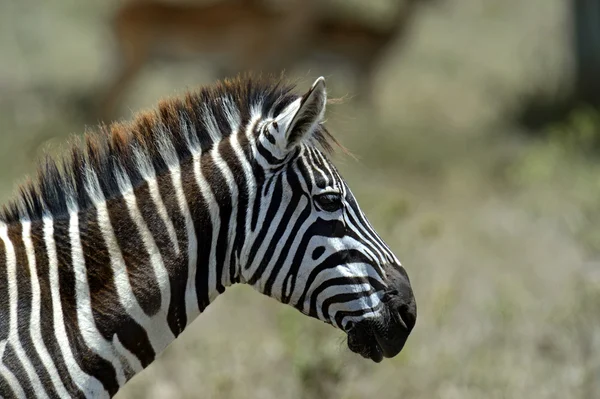 Зебра в саванне — стоковое фото