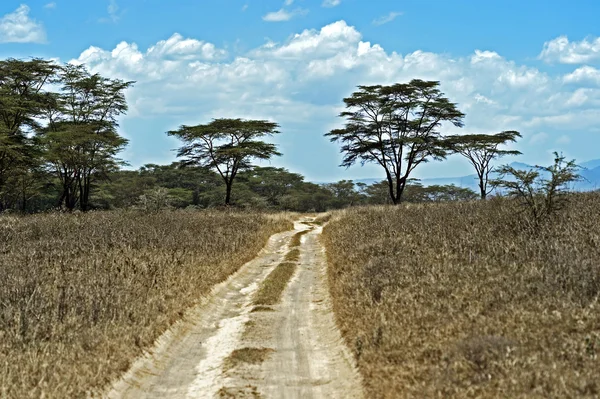 Estrada florestal na África — Fotografia de Stock