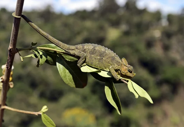Afrikaanse Chameleon in de savanne — Stockfoto