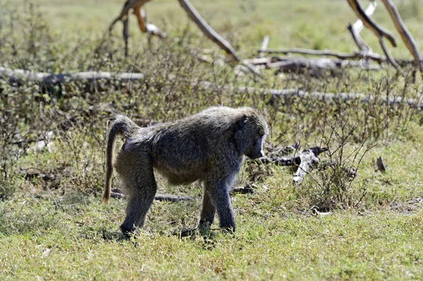 Baboon in the savannah — Stock Photo, Image