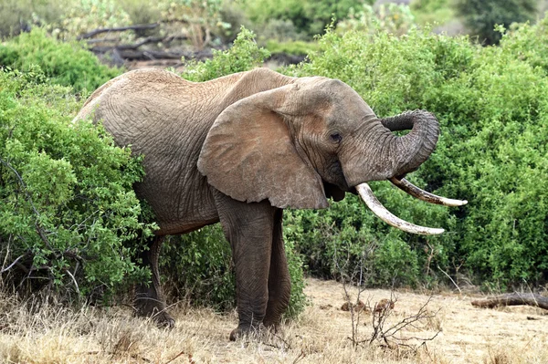 Afrikanische Elefanten in der Savanne — Stockfoto