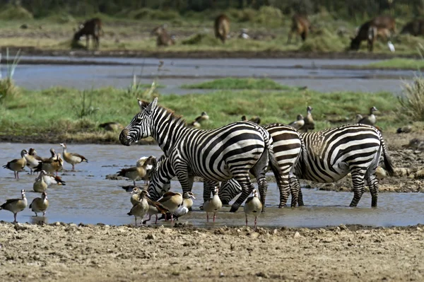 Zebra a szavannában — Stock Fotó