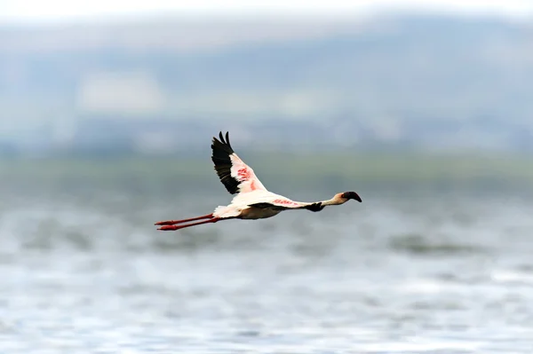 Flamant rose sur le crochet du bateau du lac — Photo