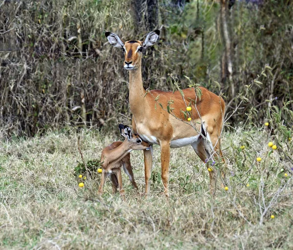 Antilopa Impala v savaně — Stock fotografie