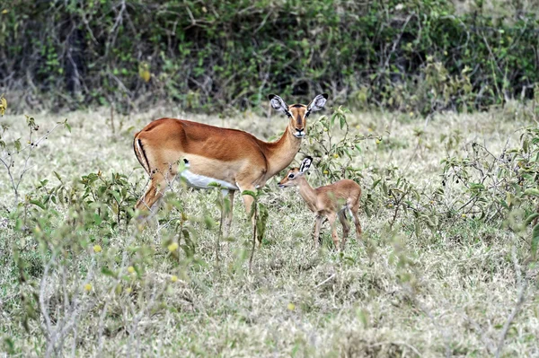 Antílope Impala en la sabana —  Fotos de Stock