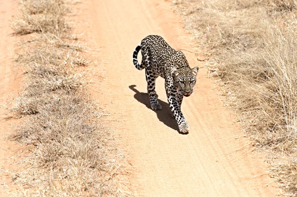 Savanadaki leopar — Stok fotoğraf