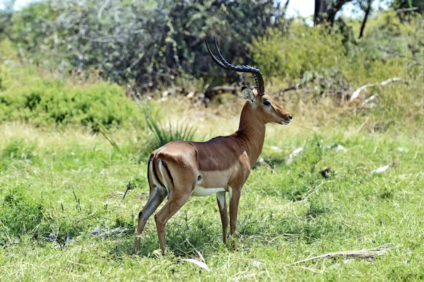 Gazelle Impala na sawannie — Zdjęcie stockowe