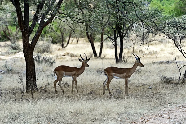 Grant's gazelle in de savanne — Stockfoto