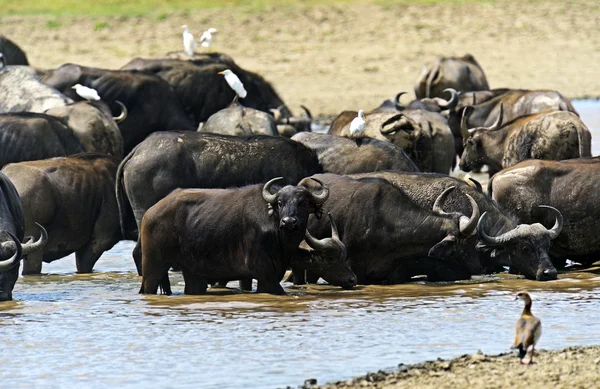 Bufflar i savannen — Stockfoto