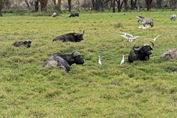 Buffalo in the savannah — Stock Photo, Image