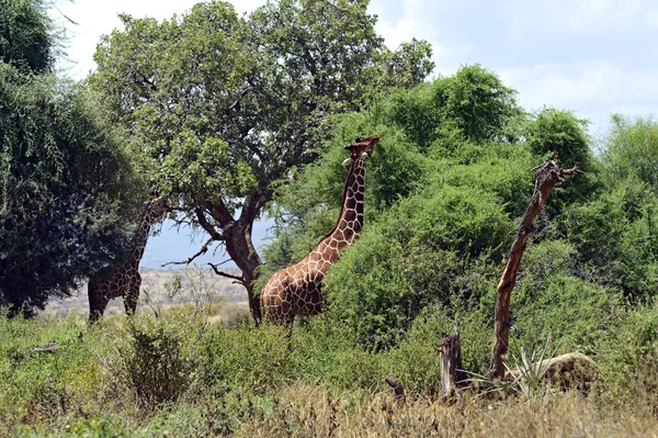 Giraffe in der Savanne — Stockfoto