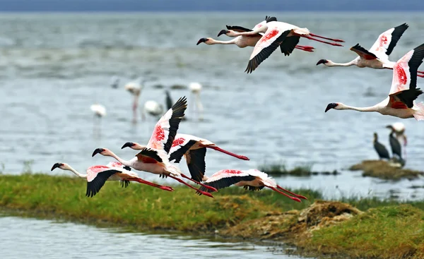 Flamingo am Bootshaken des Sees — Stockfoto