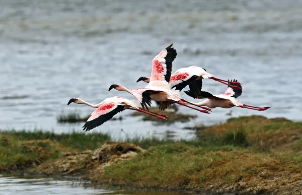 Flamingo am Bootshaken des Sees — Stockfoto
