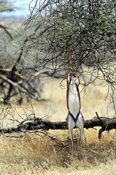 Gerenuk in the savannah — Stock Photo, Image