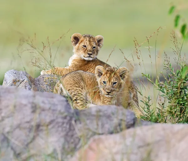 Portrait of African lion — Stock Photo, Image