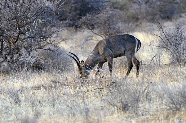 Water goat in the savannah — Stock Photo, Image