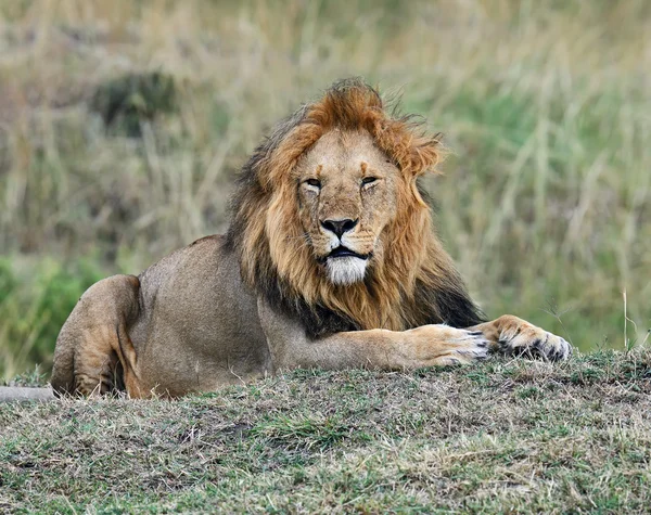Portret van Afrikaanse leeuw — Stockfoto