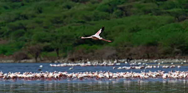 Flamingo Gölü hock üzerinde — Stok fotoğraf