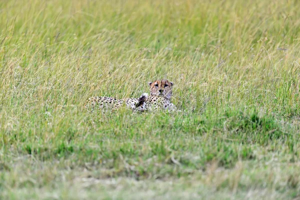 Masai mara çitalar — Stok fotoğraf