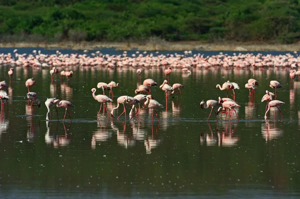 Flamingo på sjön hock — Stockfoto