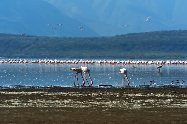 Flamingo Gölü hock üzerinde — Stok fotoğraf