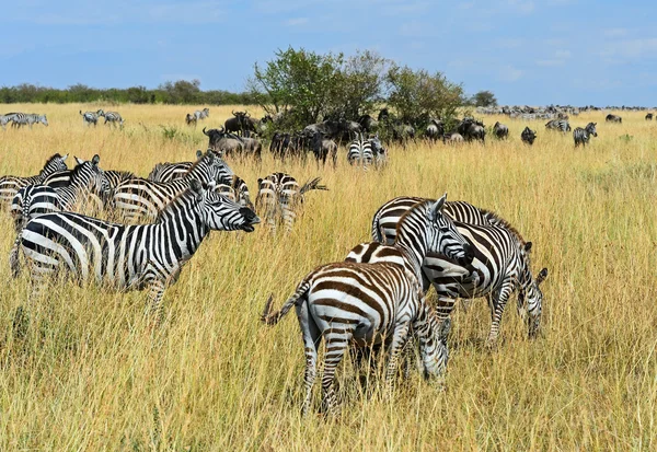 Zebra in de masai mara — Stockfoto