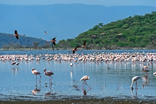 Flamingo på sjön hock — Stockfoto