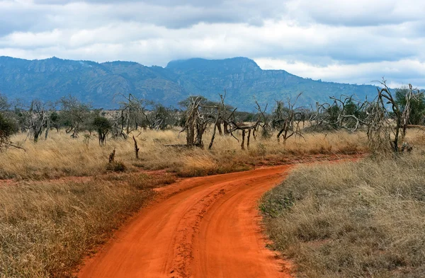 Árvore na savana de Tsavo — Fotografia de Stock