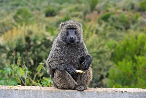 African baboon in Kenya — Stock Photo, Image