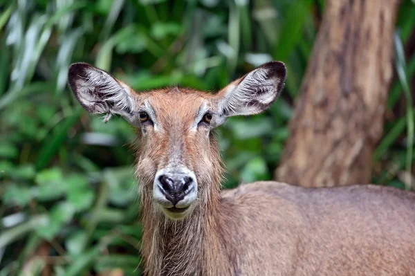 Afrikaanse gazelle Water geit — Stockfoto