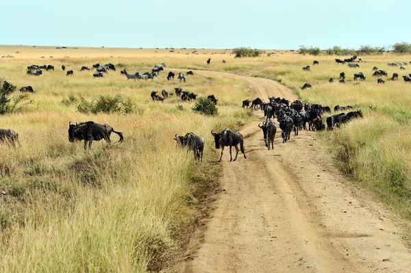 Wildebeest nella Savannah — Foto Stock