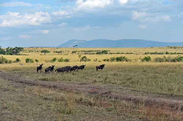 Gnus na savana — Fotografia de Stock