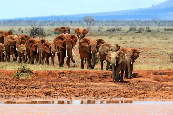 African elephants in the savannah — Stock Photo, Image