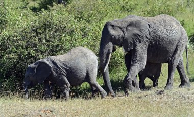 Savannah Afrika filleri