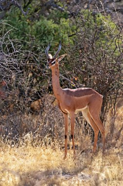 Gerenuk Afrika