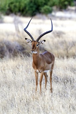 Impala ceylan Afrika